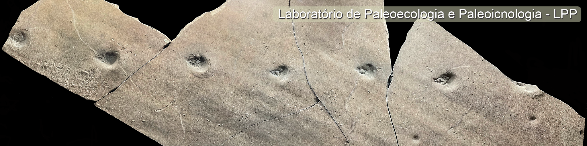 Rastro com pegadas fossilizadas de dinossauro, do Laboratório de Paleoecologia e Paleoicnologia.