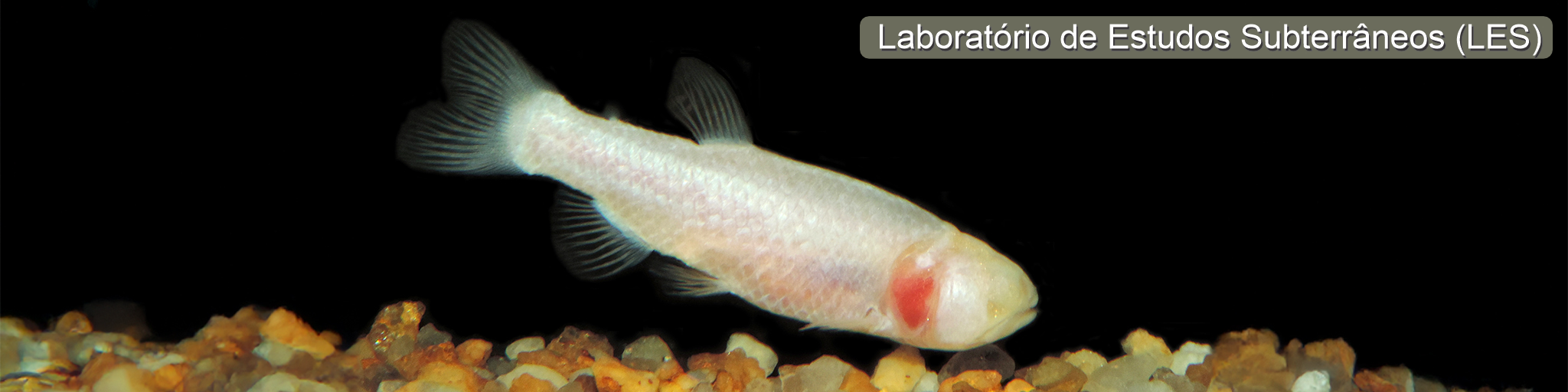 Peixe cego e despigmentado que habita cavernas do Brasil, do Laboratório de Estudos Subterrâneos.