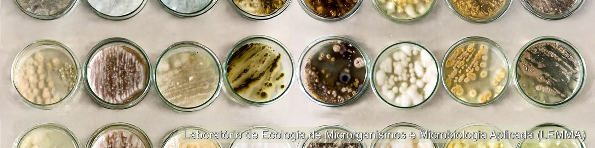 Diversas placas de Petri com culturas de fungos, do Laboratório de Ecologia de Microorganismos e Microbiologia Aplicada.