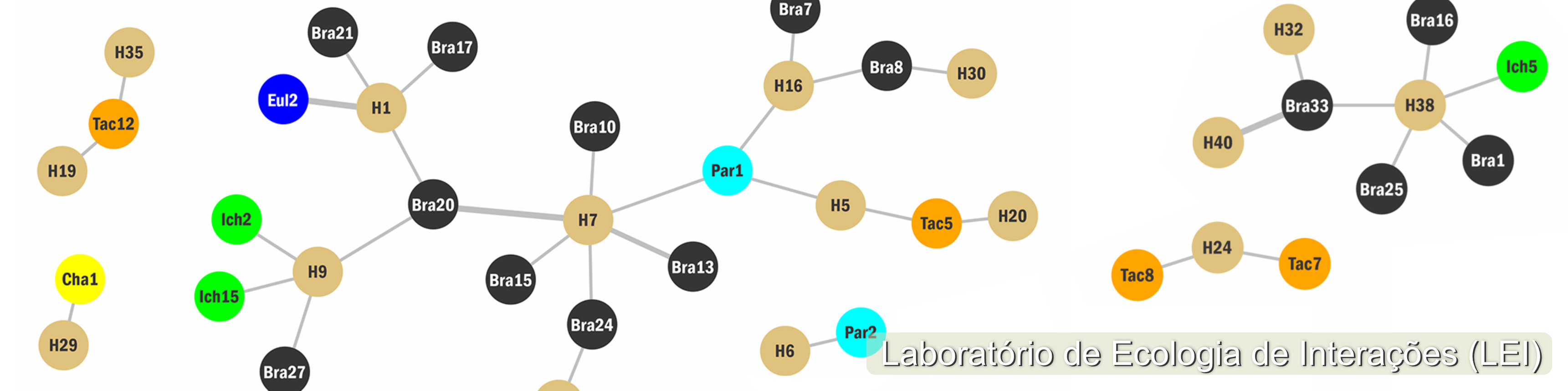 Exemplo de redes de interações de parasitoides e respectivos hospedeiros do Laboratório de Ecologia de Interações.