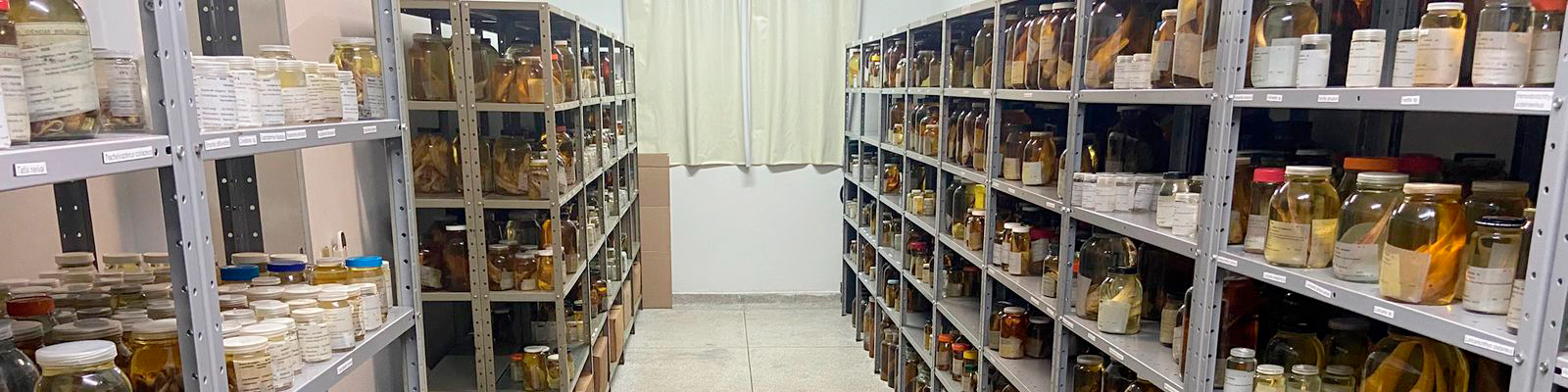 Instalações do Laboratório de Ictiologia Sistemática - sala de coleção