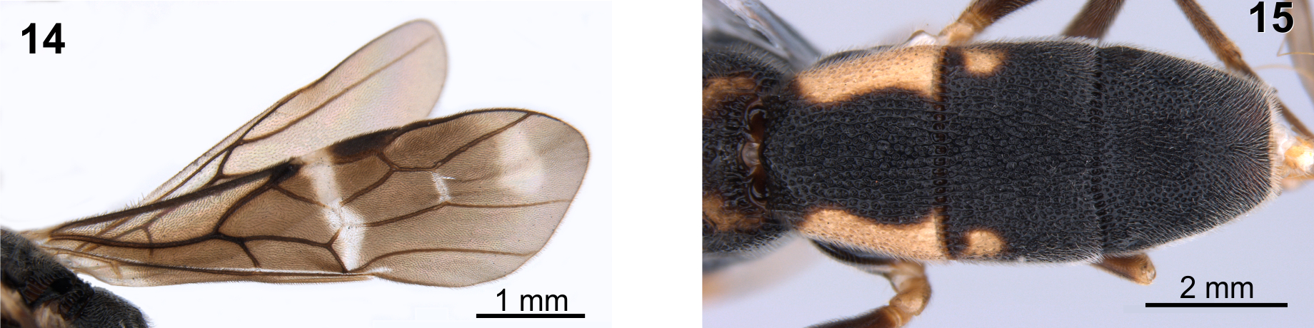 Exemplos de macrofotografias de vespas, obtidas por meio do estereomicroscópio com software de montagem