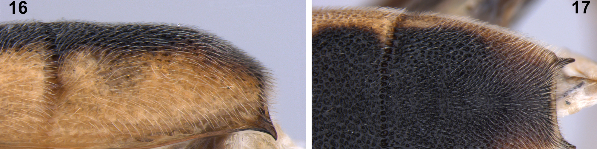 Exemplos de macrofotografias de vespas, obtidas por meio do estereomicroscópio com software de montagem