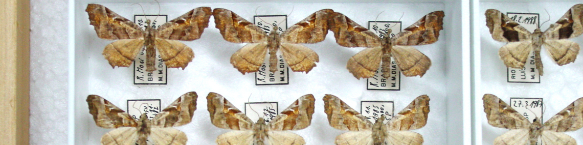 Exemplares de Geometridae da coleção de Lepidoptera