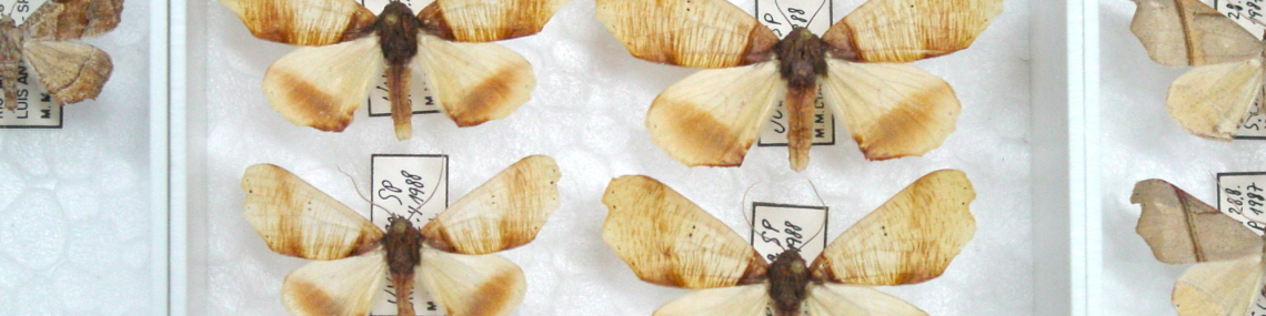 Exemplares de Geometridae da coleção de Lepidoptera