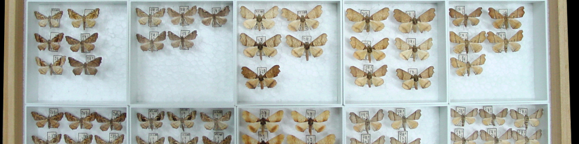 Exemplares de Geometridae da coleção de Lepidoptera