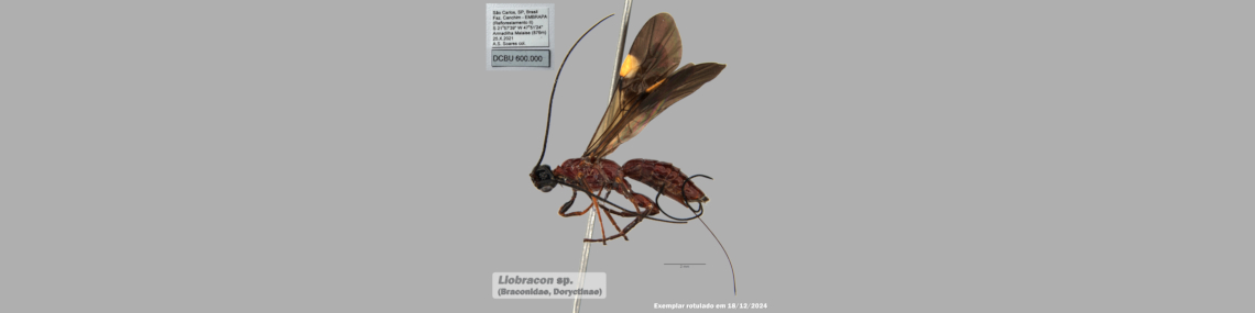 A coleção de Hymenoptera parasitoides do Departamento de Ecologia e Biologia Evolutiva da UFSCar, Campus São Carlos, conta com mais de 600 mil exemplares montados em alfinetes e rotulados.