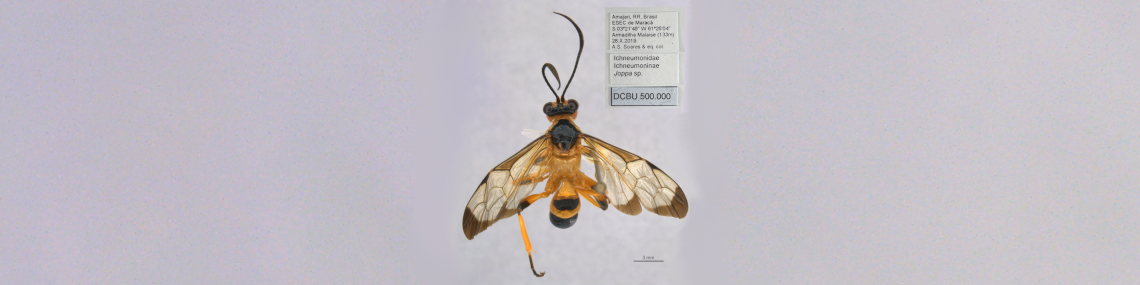 A coleção de Hymenoptera parasitoides do Departamento de Ecologia e Biologia Evolutiva da UFSCar, Campus São Carlos, conta com mais de 600 mil exemplares montados em alfinetes e rotulados.