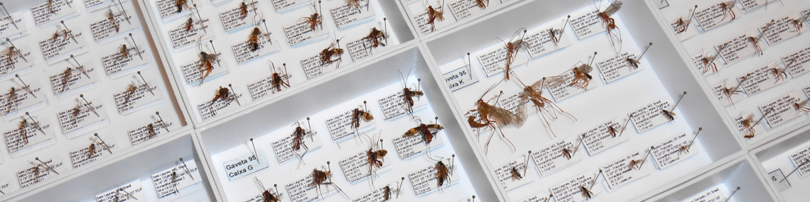 Gaveta da coleção de Hymenoptera parasitoides do DCBU – UFSCar. Cada gaveta comporta cerca de 400 a 500 insetos.