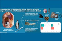 Postmortem examinations show human activity impacts over half of seabirds beach-cast in Brazil